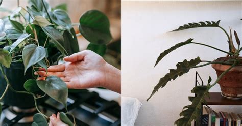 好養植物|植物殺手也不怕，8 款適合「室內植栽」品種介紹，增。